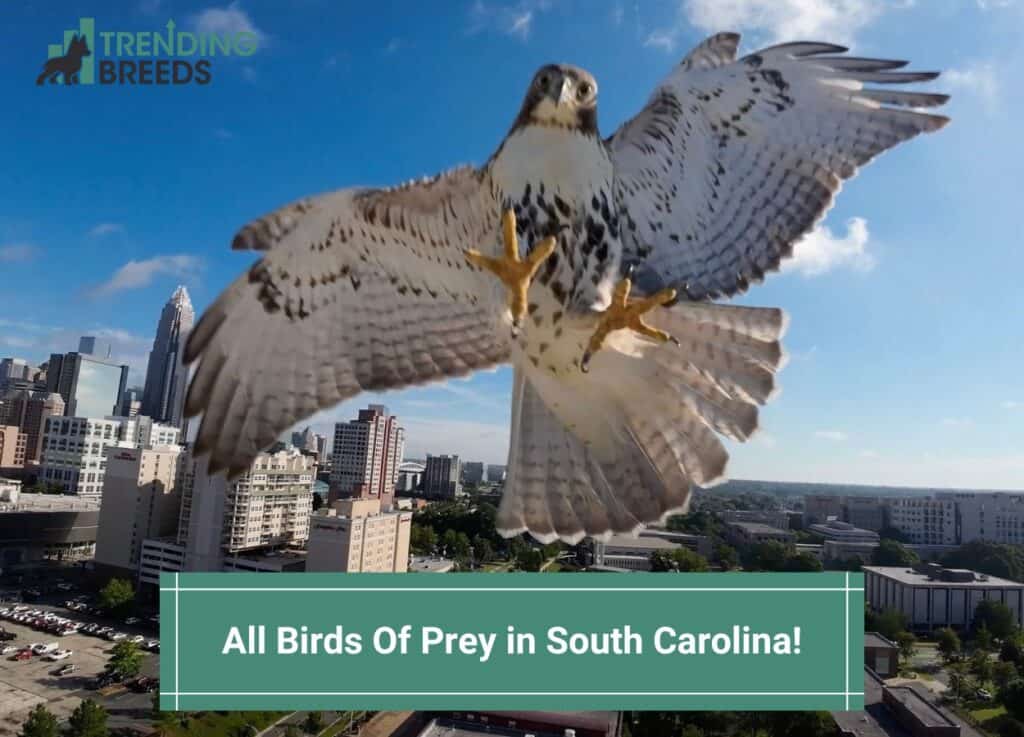 All Birds Of Prey in South Carolina-template