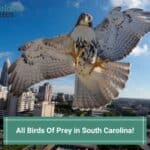 All Birds Of Prey in South Carolina-template