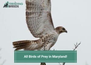 All Birds of Prey in Maryland-template