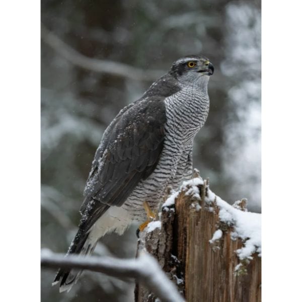 American Goshawk