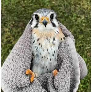 American Kestrel