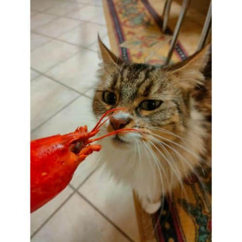 Are Lobsters Safe For Cats