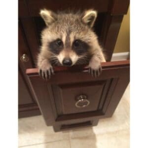 Are Raccoons Nocturnal