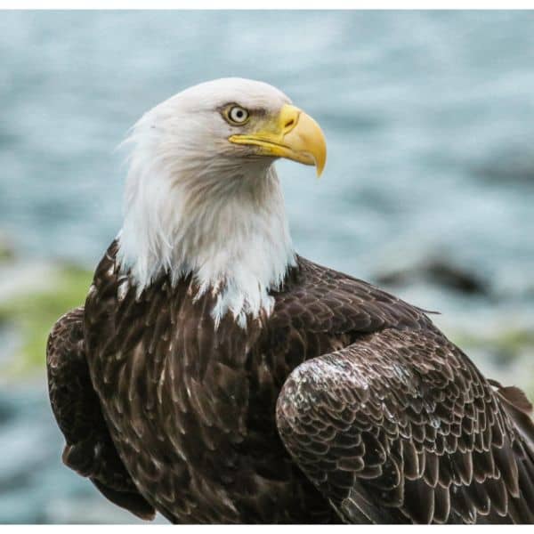 Bald Eagle