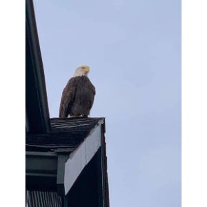 Bald Eagle