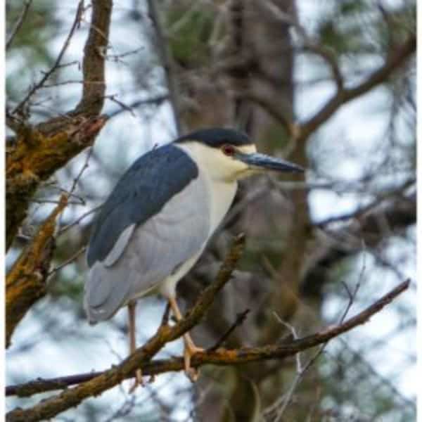 Black-Crowned Night-Heron (1)