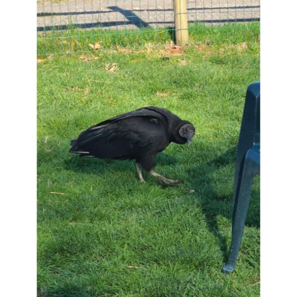 Black Vulture