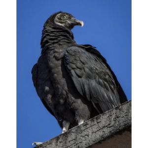 Black Vulture