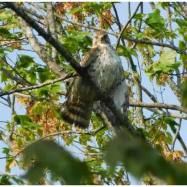 Broad-Winged Hawk