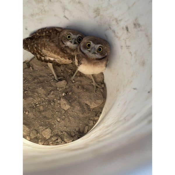 Burrowing Owl