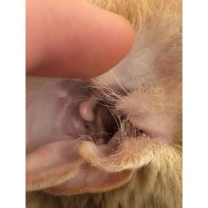 Can Ear Mites Be Removed by Washing Bedding
