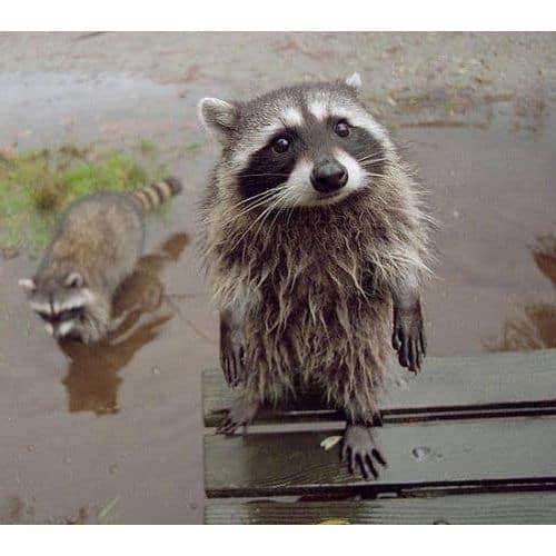 Can Raccoons Spread Diseases to Humans