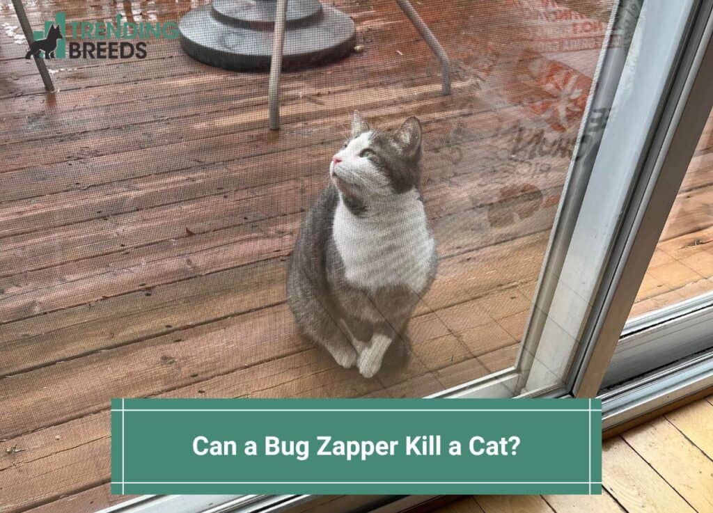 Can a Bug Zapper Kill a Cat-template