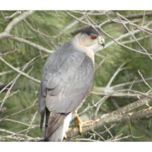 Conclusion For All Birds of Prey in Maryland