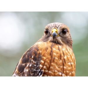 Conclusion For Birds of Prey in South Carolina