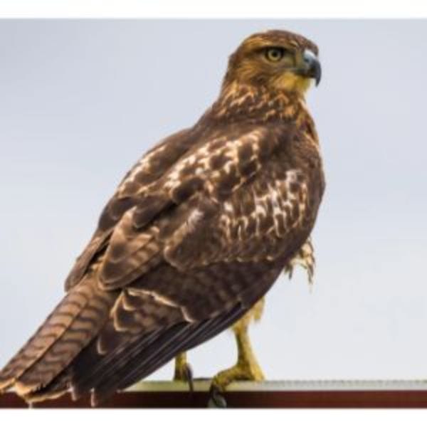 Conclusion For Birds of Prey in Wisconsin