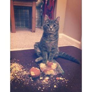 Conclusion For Cat Lick Mat Recipes