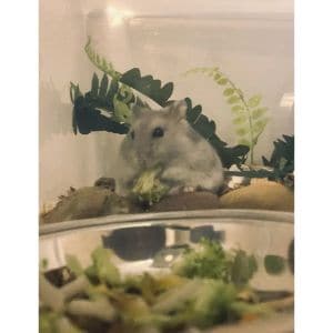 Do I Have A Ghost Hamster What To Do 2023 Do I Have A Ghost Hamster What To Do 2023