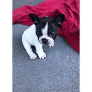 Conclusion For Where Can You Find French Bulldog Puppies for Sale Under 00