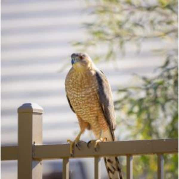 Cooper's Hawk