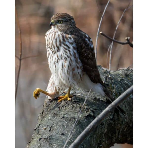 Cooper's Hawk