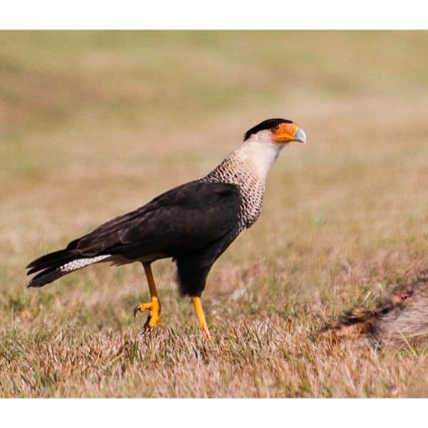 Crested Caracara