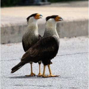 Crested Caracara