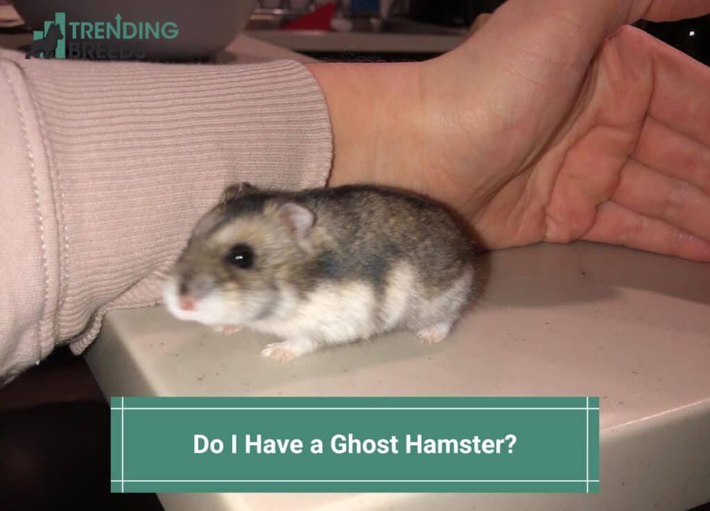 Do I Have a Ghost Hamster-template