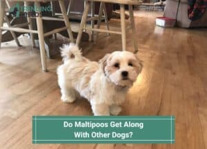 Do Maltipoos Get Along With Other Dogs-template