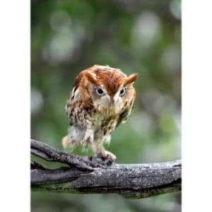 Eastern Screech-Owl