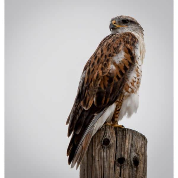 Ferruginous Hawk  