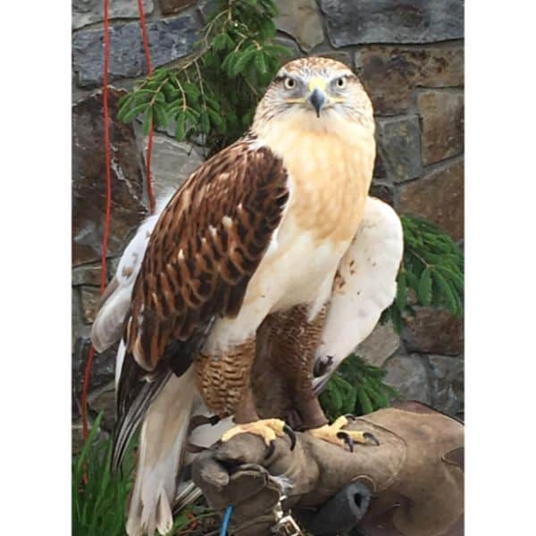 Ferruginous Hawk