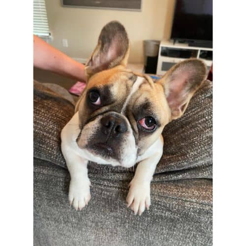 French Bulldog Rescue Network