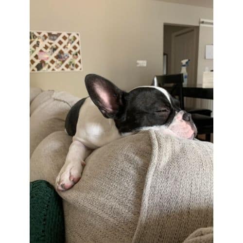 French Bulldog Village Rescue