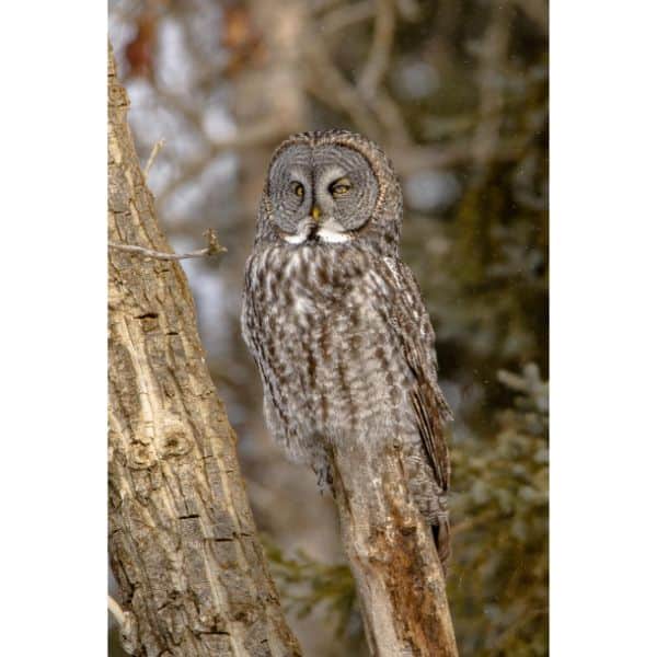 Great Gray Owl