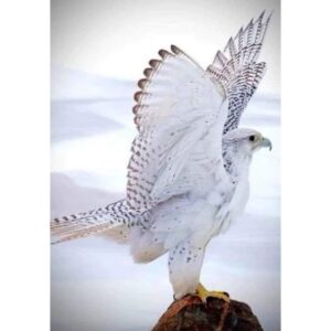 Gyrfalcon