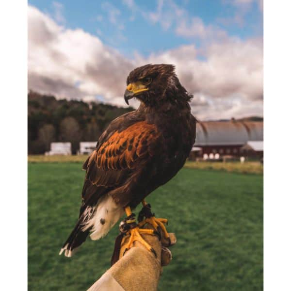 Harris's Hawk