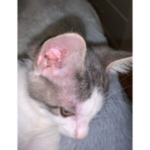 How Can I Tell If the Ear Mites Have Gone