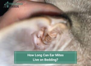 How Long Can Ear Mites Live on Bedding-template