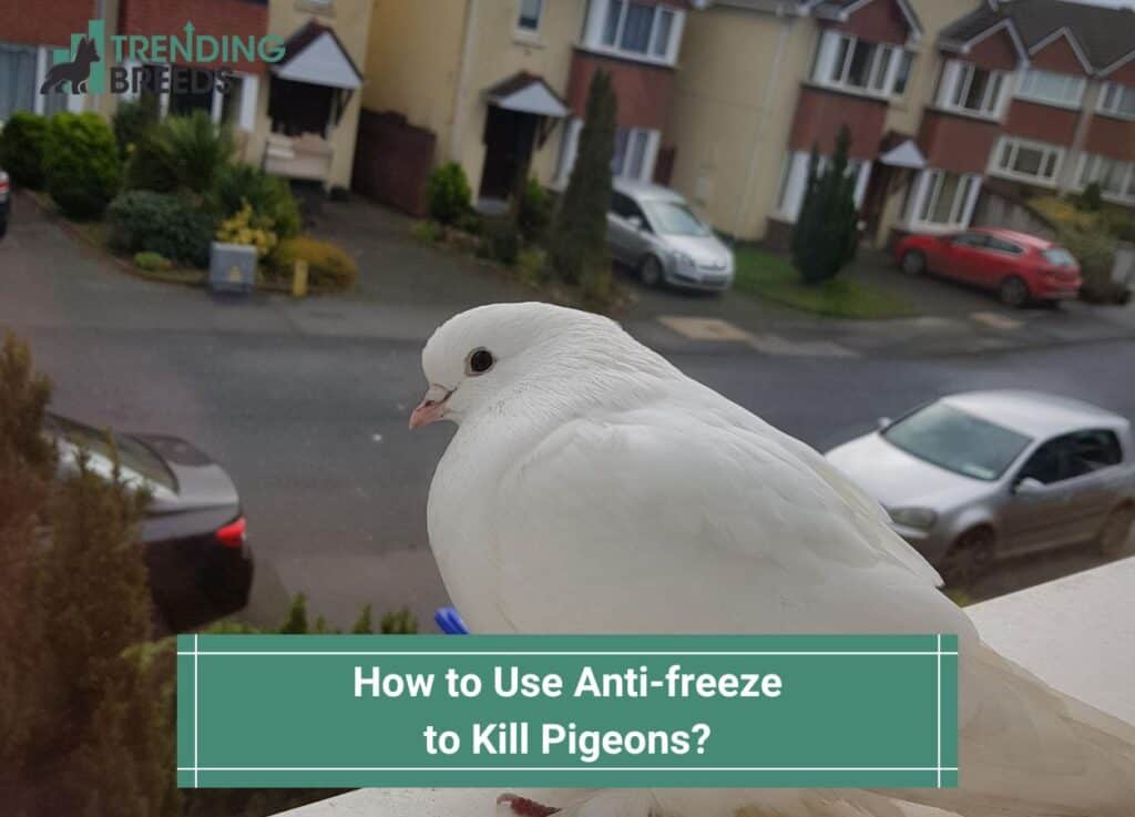 How to Use Anti-freeze to Kill Pigeons-template