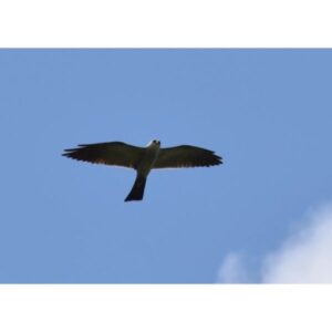 Mississippi Kite