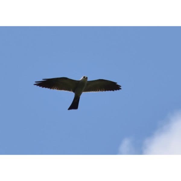 Mississippi Kite