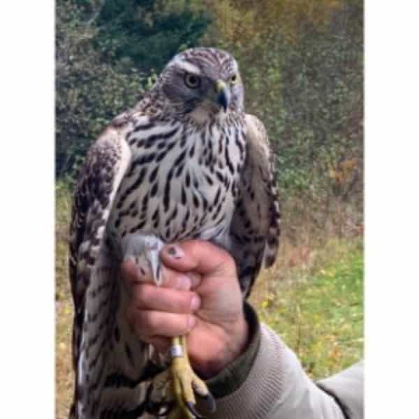 Northern Goshawk