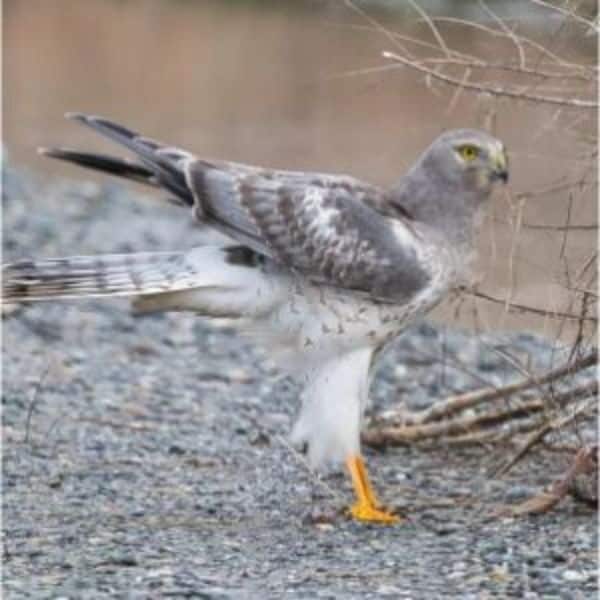 Northern Harrier