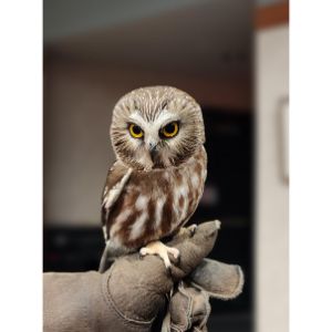 Northern Saw-whet Owl