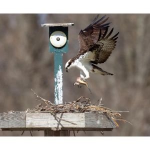 Osprey