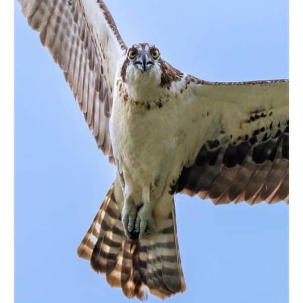 Osprey