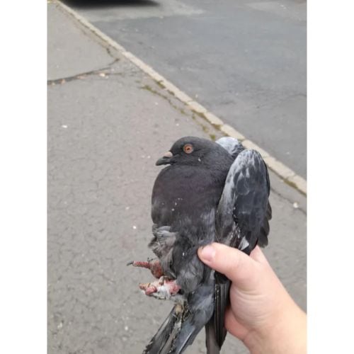 Other Ways to Kill Pigeons