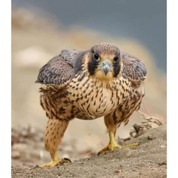 Peregrine Falcon