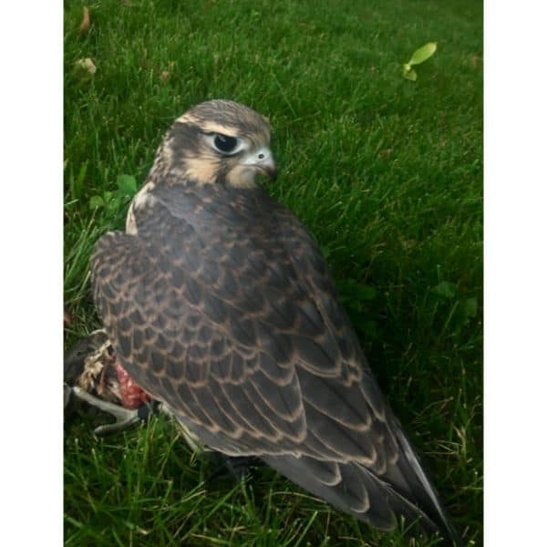 Prairie Falcon